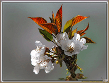 Arbres en fleurs